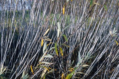 The bluish-white stems of Salix irrorata make a beautiful winter display