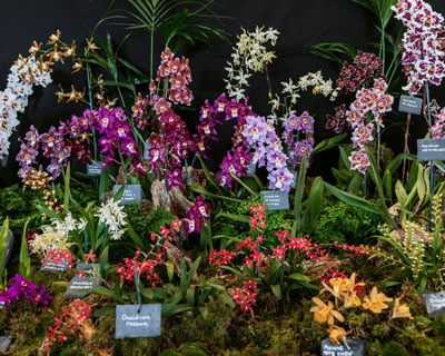 Overview of warm-growing oncidium orchids