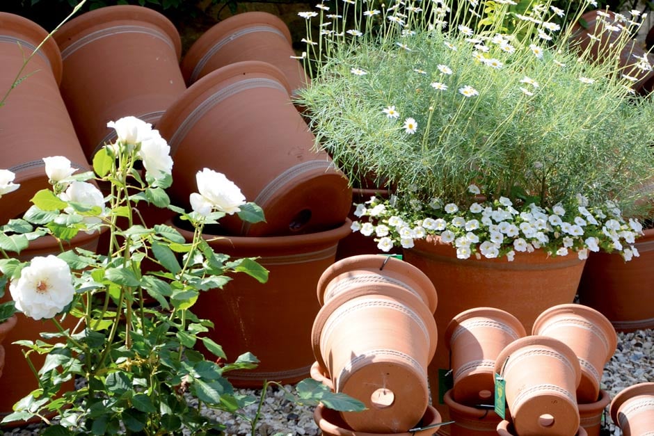 Perfil de la Royal Horticultural Society Hierbas en contenedores Rhs Gardening