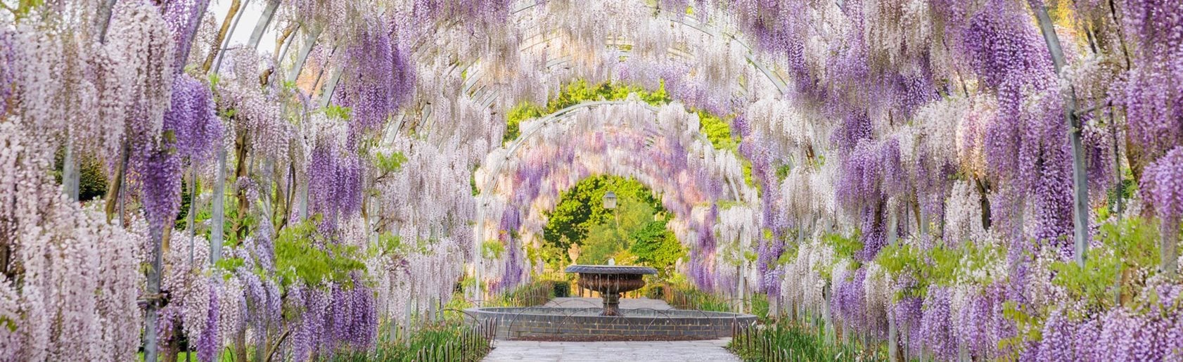 photograph of the garden