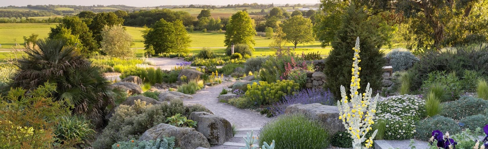 photograph of the garden