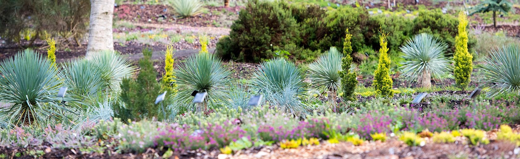 photograph of the garden
