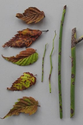 <EM>Kerria</EM> twig and leaf blight (<EM>Blumeriella kerriae</EM>) on <EM>Kerria japonica</EM>