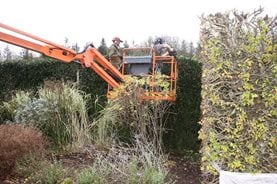 Using the MEWP to cut hedges