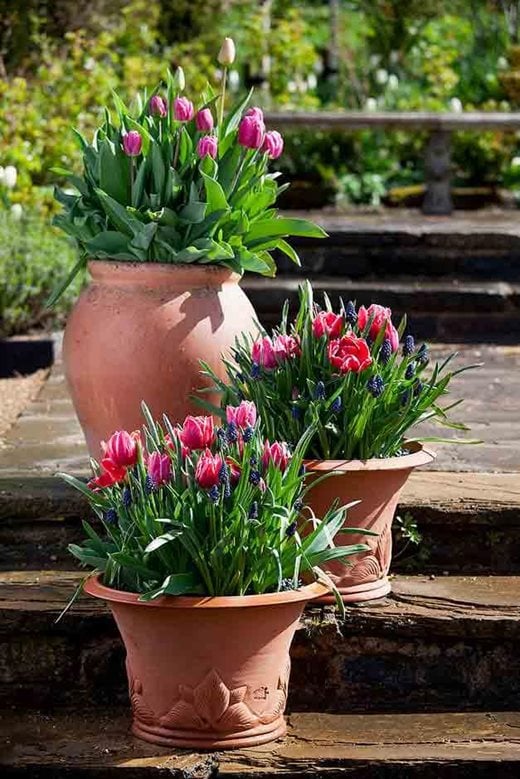 Tulip 'Queen of Marvel', 'Mistress' and 'Ollioules'. Smaller pots: 'Queen of Marvel' and Bellavalia paradoxa