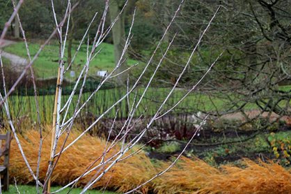Salix irrorata in the Winter Walk