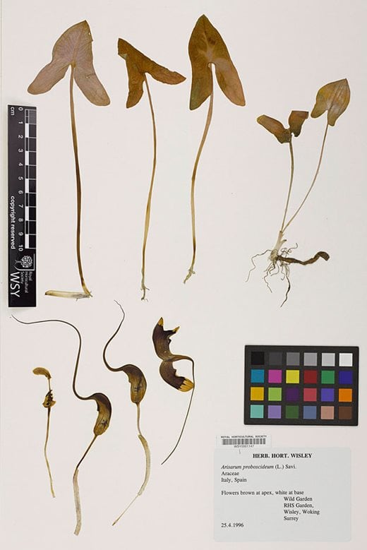 Herbarium specimen of Arisarum proboscideum