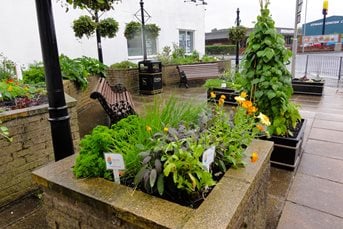Planters created by Chorley in Bloom