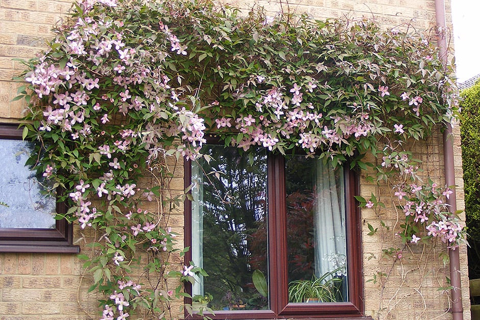 Brighten up a wall with a flowering climber such as clematis