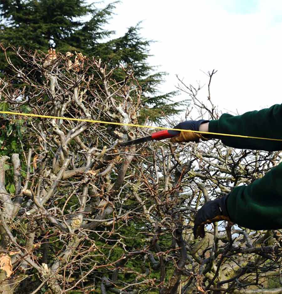 Hedge renovation