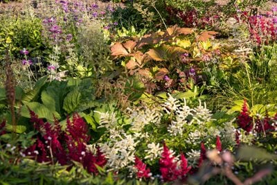 Chinese Streamside Garden planting