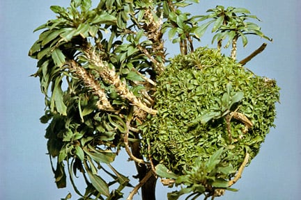 Leafy gall on wallflower. Image: RHS, Horticultural Science