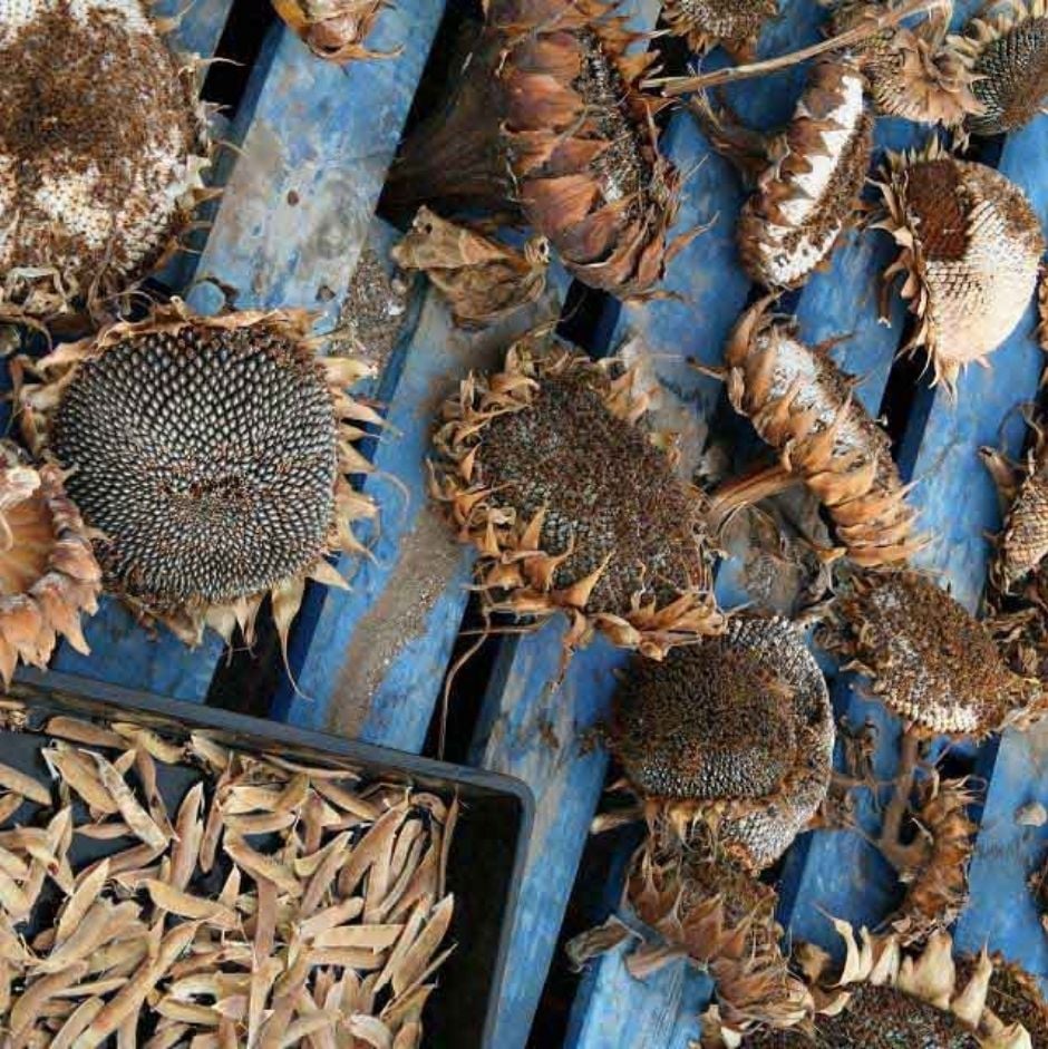 Dried sunflowers