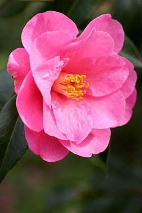 Camellia 'Phyl Doak' (reticulata × saluenensis)