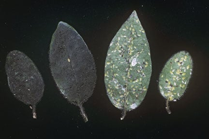 Viburnum scale (<EM>Lichtensia viburni</EM>) on <EM>Viburnum tinus</EM>