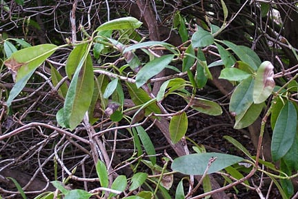 <em>Phytophthora ramorum</em> on rhododendron at Wisley. Image: RHS