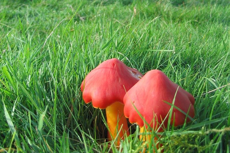 Red waxcaps at National Botanic Garden of Wales