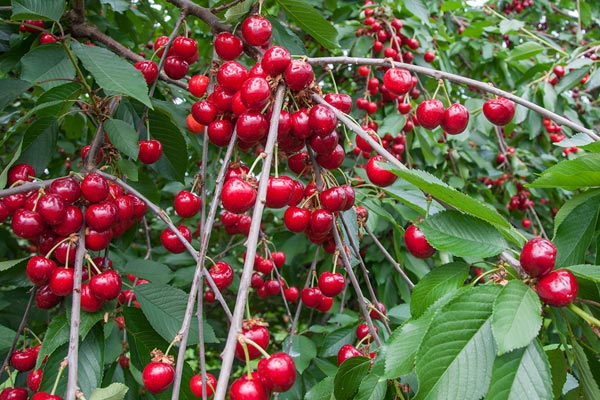 Cherry Trees: Pick Sweet Cherries Straight from the Branch - Roots Plants,  Cherry