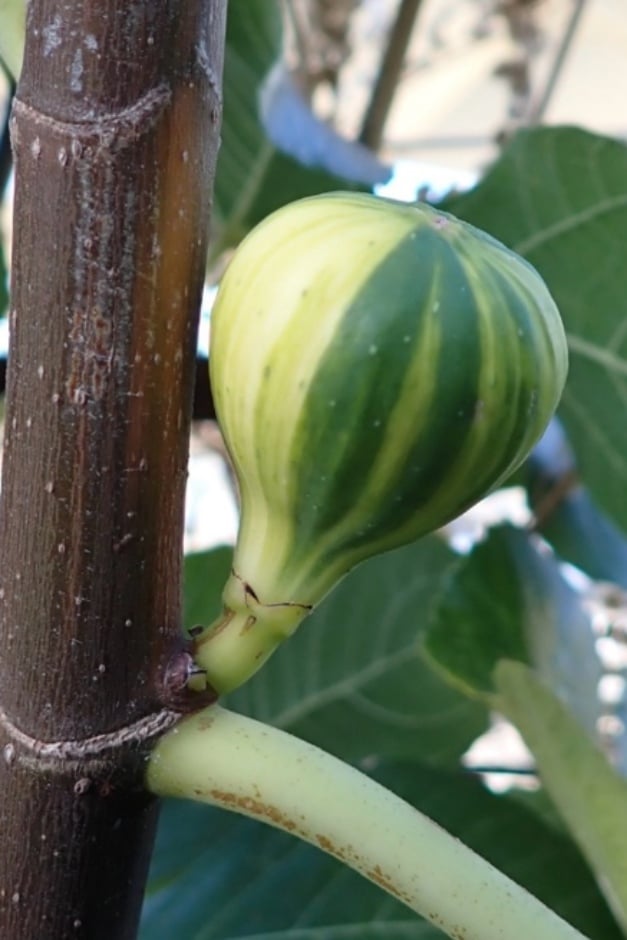 Ficus carica 'Panachée'