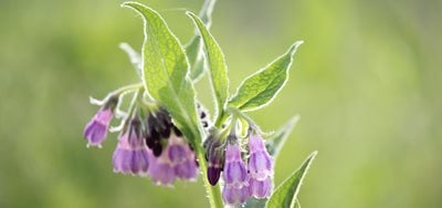 Comfrey Pixabay Kiyu