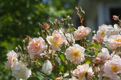 Penelope roses
