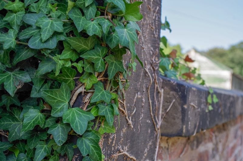 Ivy growing on a wall