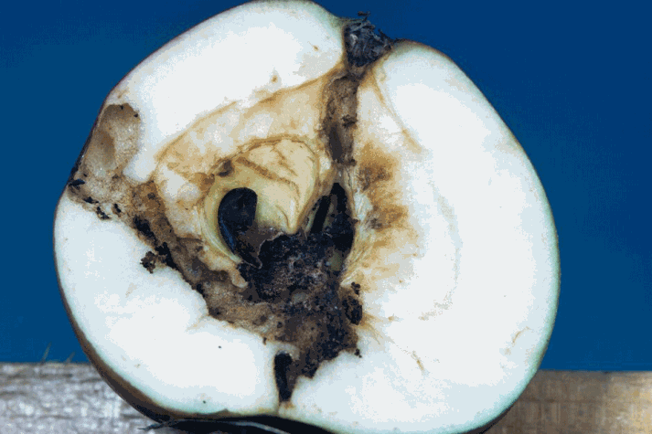 An apple cut open to show damage by codling moth