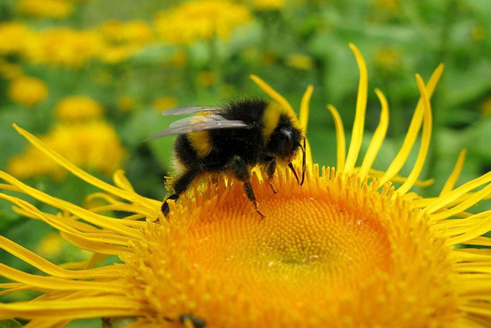How to welcome wild bees into your garden