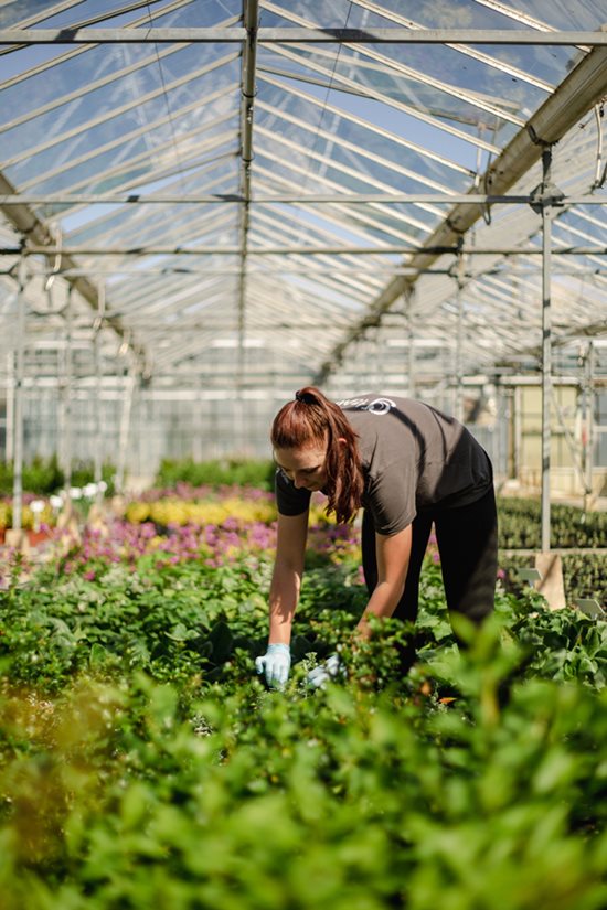 Peat-free case studies: Greenwood Plants / RHS Gardening