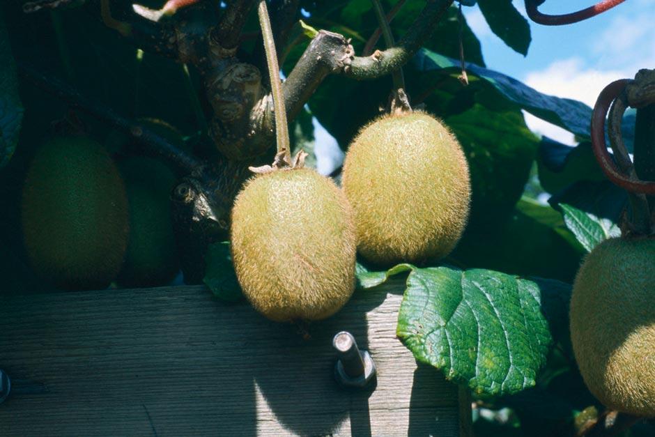 Growing Kiwi Fruit - How to Grow Kiwi Fruit - Allotment & Gardens