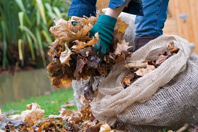 A person gathering leaves up from a lawn into sacks