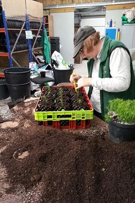 Catherine pricking out the seedlings