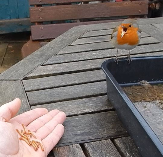 Still from a video of a robin regurgitating