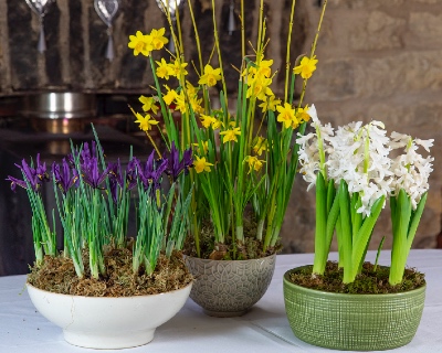 Have an early spring indoors / RHS Gardening