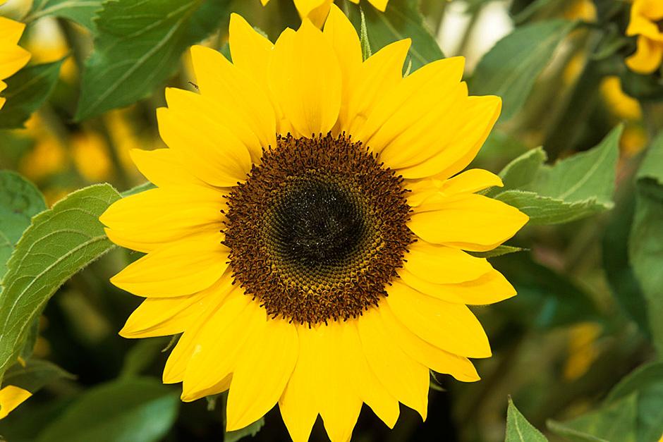 Images Of Sunflower Plant