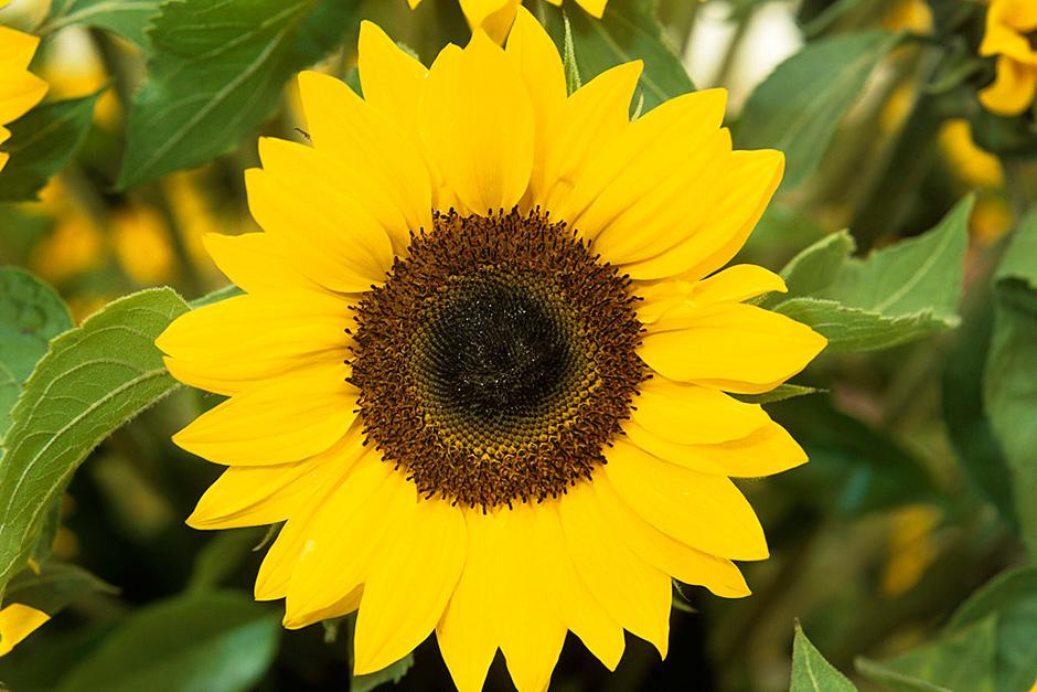 Pictures And Information About Sunflower Seeds 34