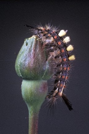 Vapourer moth (<EM>Orgyia antiqua</EM>) caterpillar on rose