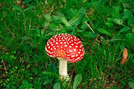 Fly agaric - intermediate stage