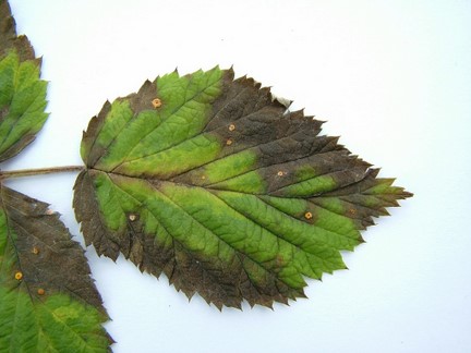 raspberry rust rhs britain europe trees diseases memrise