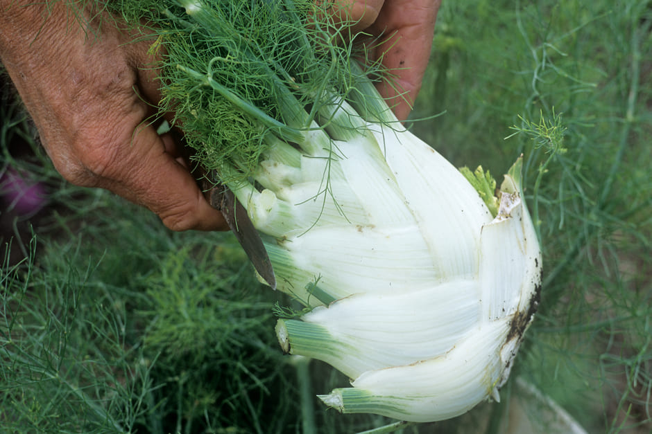 How to grow Florence fennel | RHS Vegetables