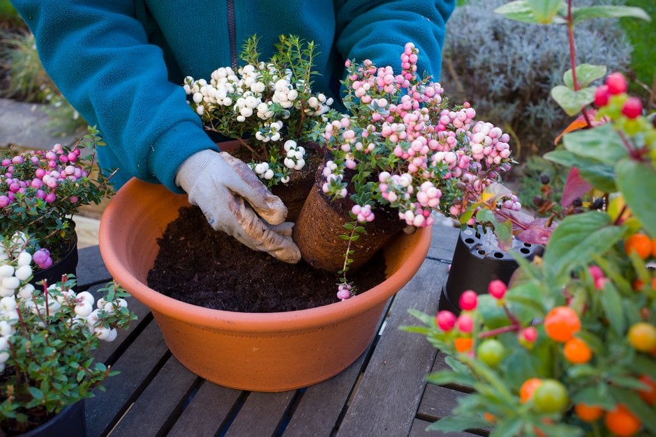 Containers Planting Up Rhs Gardening, How To Prepare Outdoor Pots For Winter