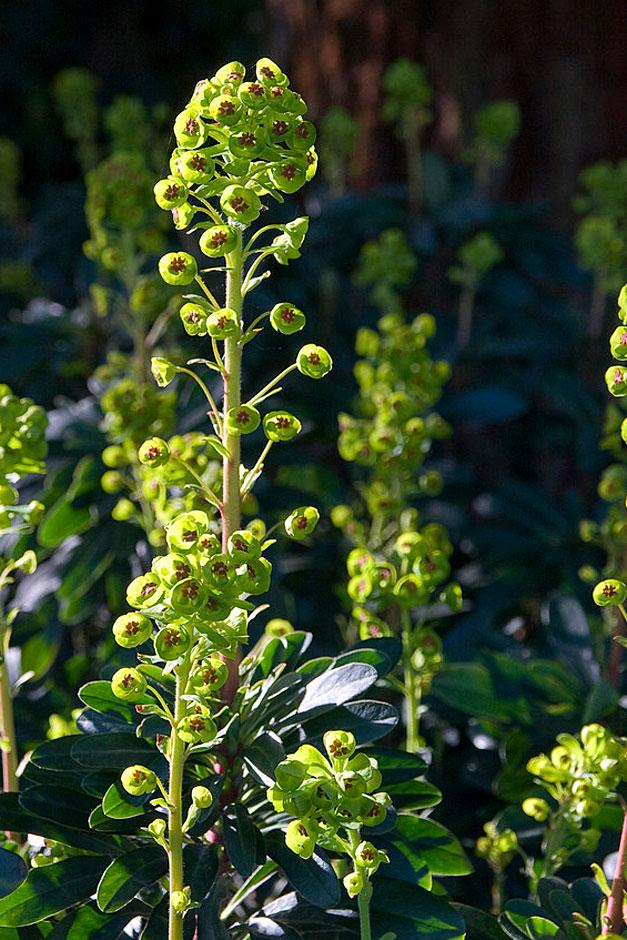 The lime-green flowerheads of Euphorbia amygdaloides var. robbiae
