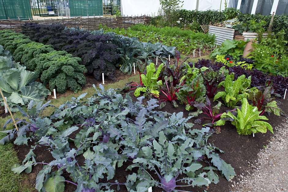 thumbnail image 2 of Joe's Allotment: Planning And Planting A Productive Plot By Joe Swift – Very Good Condition 2 of 6