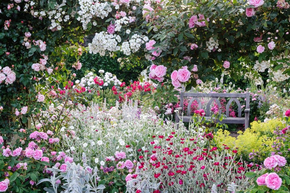 The Shrub Rose Garden