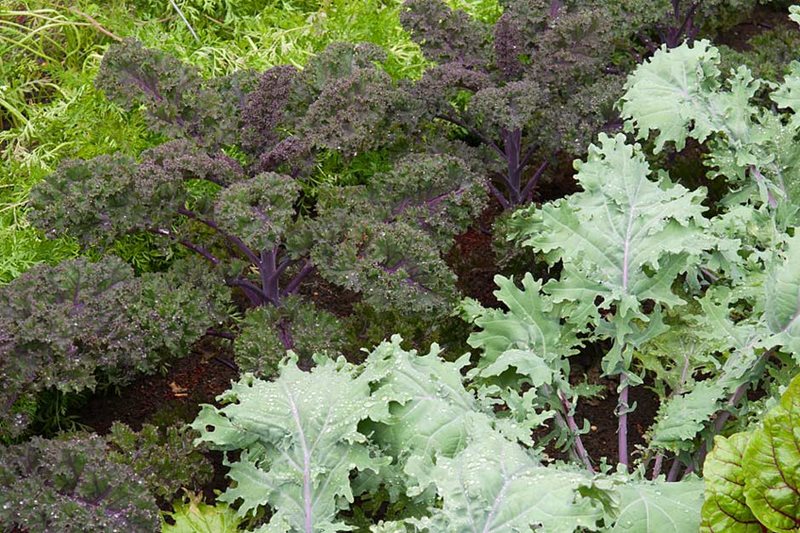 Kale 'Red Russian' and Redbor' in summer showing young leaves