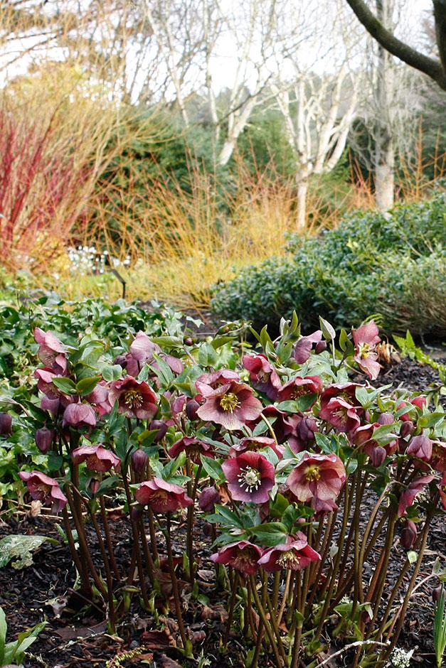 Hellebores Rhs RHS Garden Rosemoor | Fun, family days out & events in North Devon ...