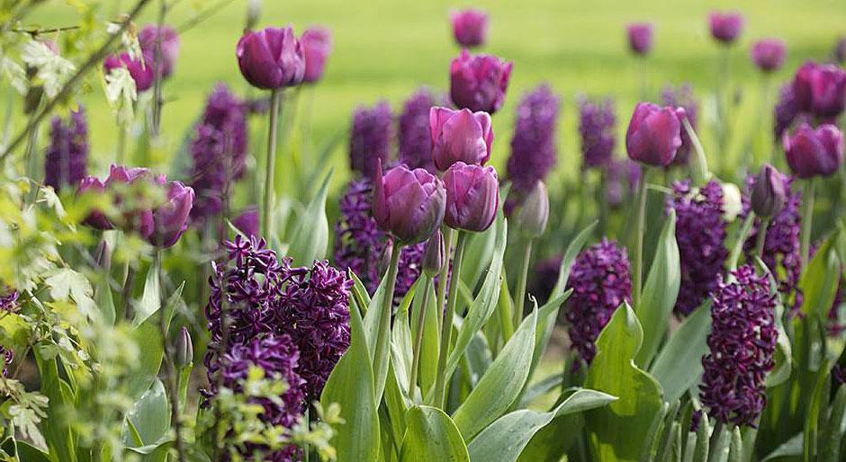 Up to 50 off bulb sale