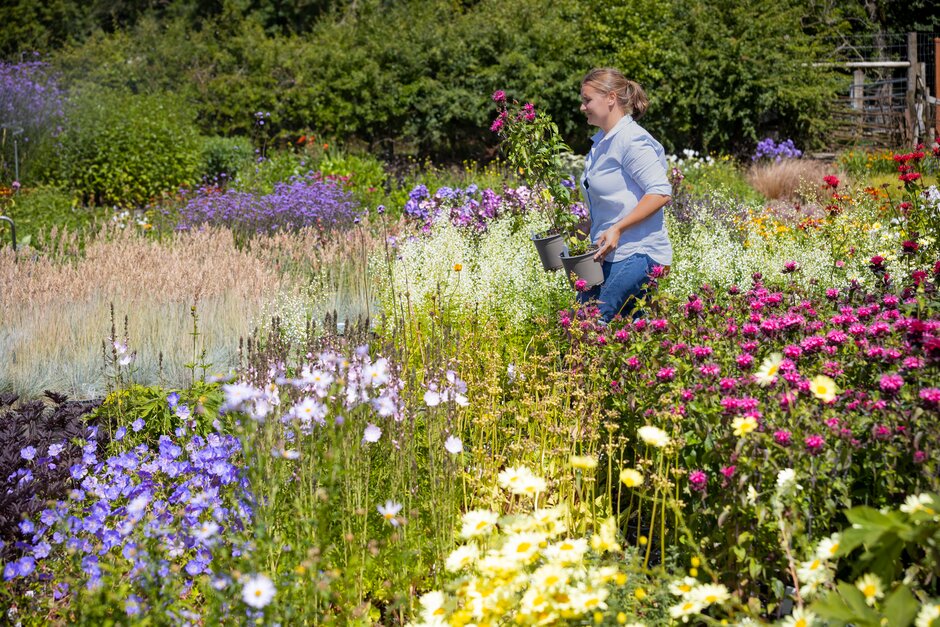 Kate Foley at Holden Clough Nurseries