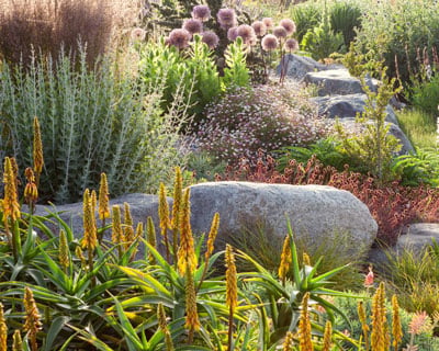 Planting in the Dry Garden