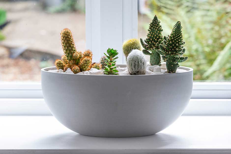 Discover cacti and succulent houseplants